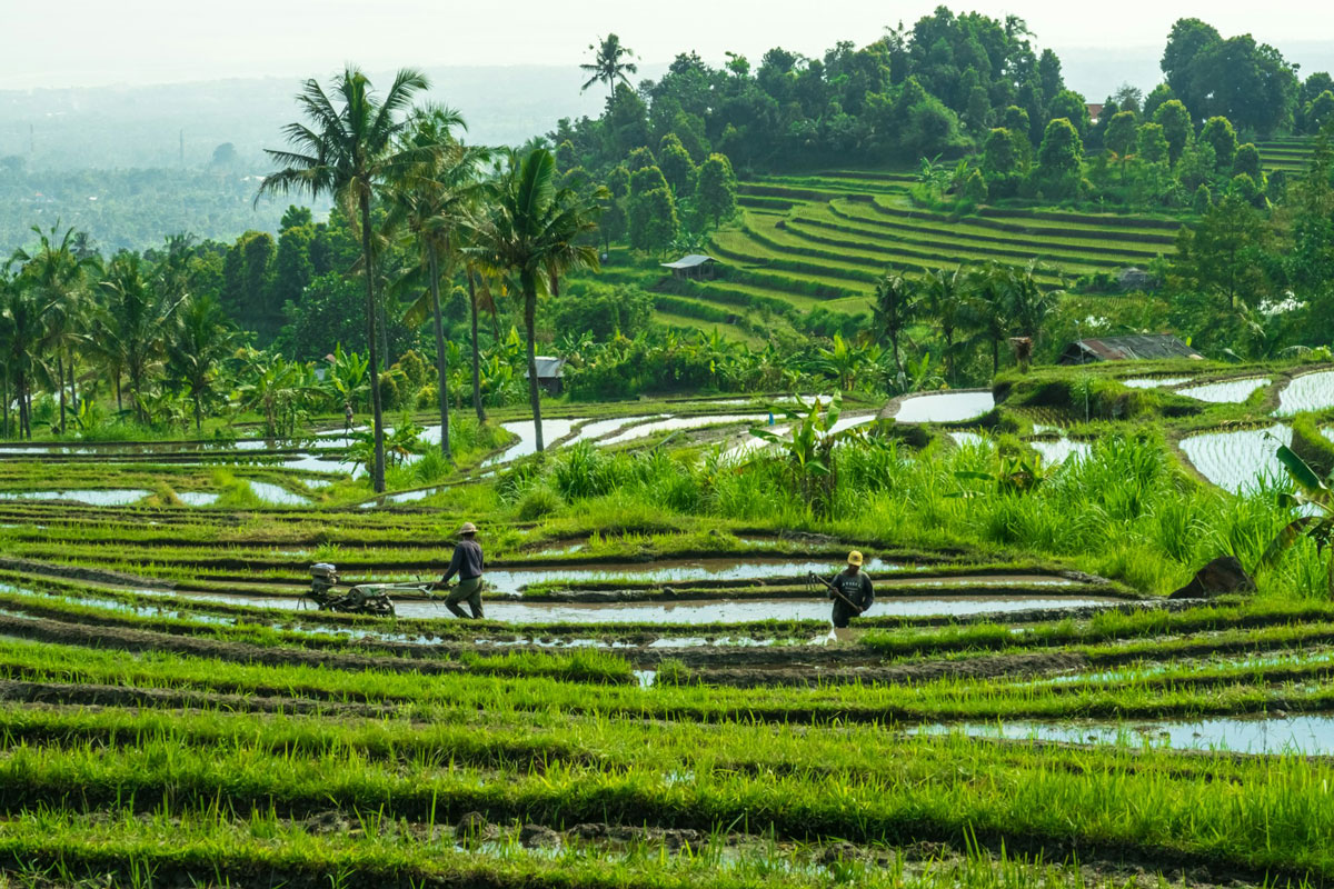 Harmony in Green: Unveiling the Timeless Beauty of Bali’s Rice Terraces